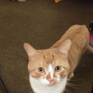 Meet your Posher, Roxanne